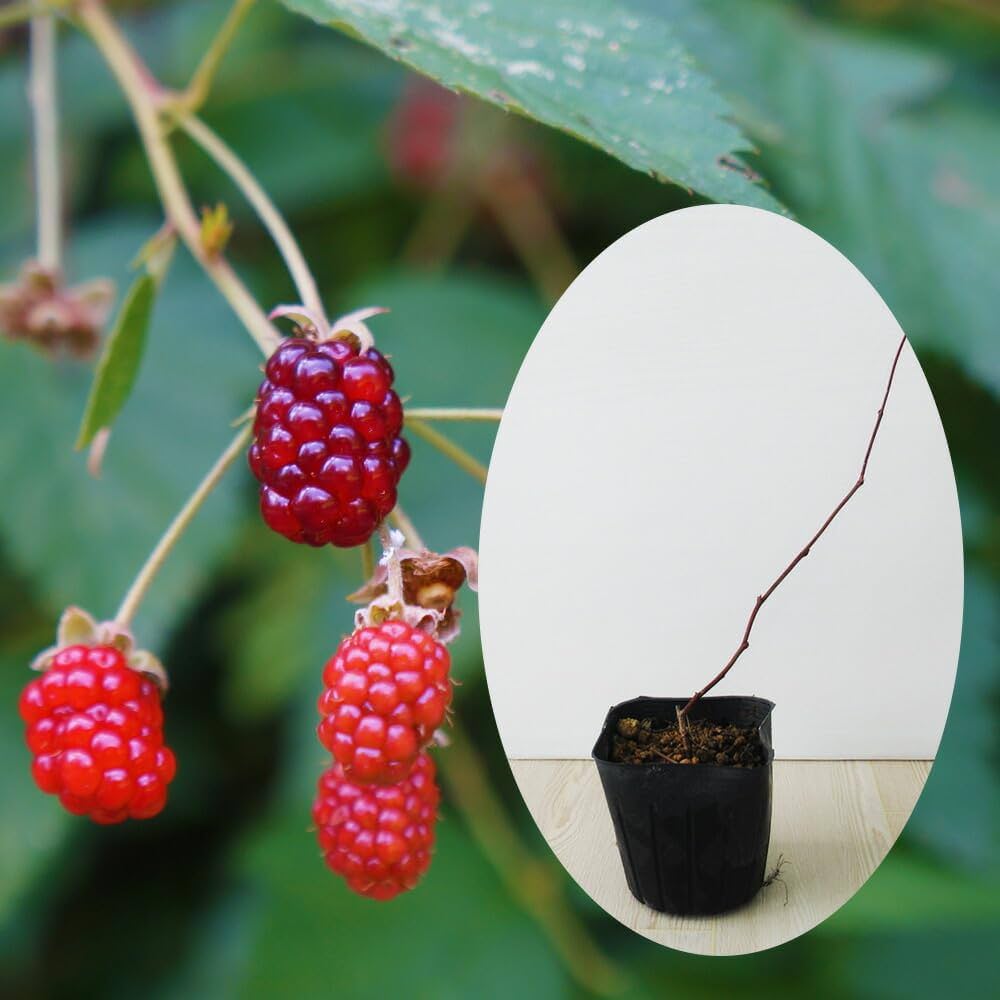 Amazon.co.jp: 「 とげなし ボイセンベリー 」 苗 苗木 9cmポット Amazon.co.jp: 「 とげなし ボイセンベリー 」 苗 苗木 9cmポット